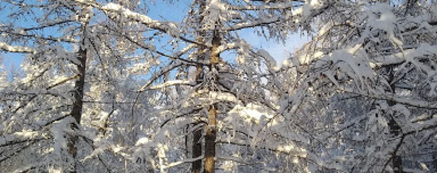 Экологический парк