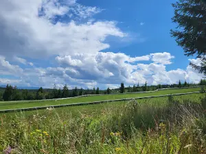 Bob - Alpine Coaster Toplita