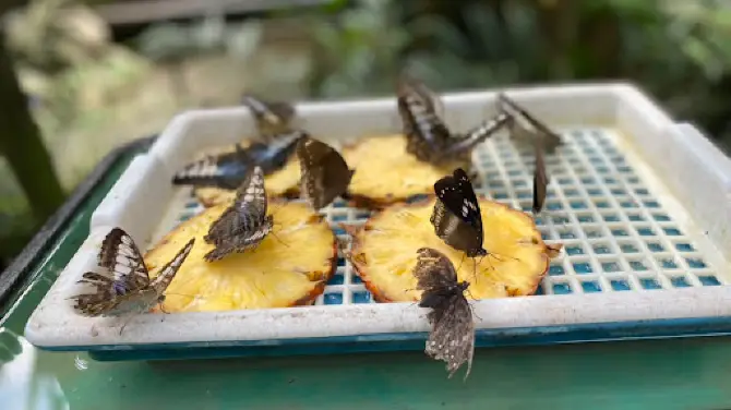 蝴蝶和爬行動物保育園