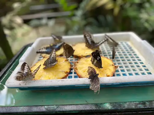 蝴蝶和爬行動物保育園