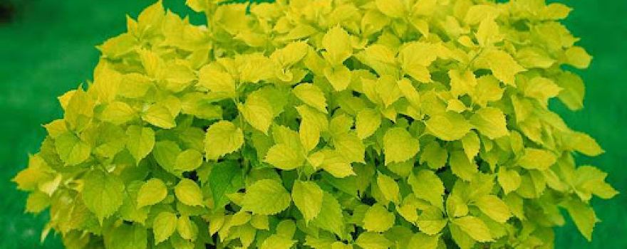 Záhradníctvo eFlora.sk