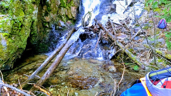 Ice Gulch Town Forest