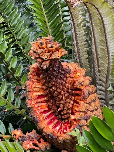 Durban Botanic Gardens