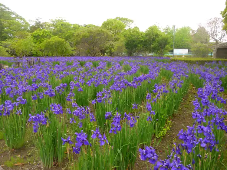 Hotels near Hayamizu Park