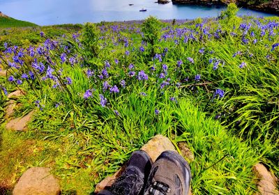 Skomer Island