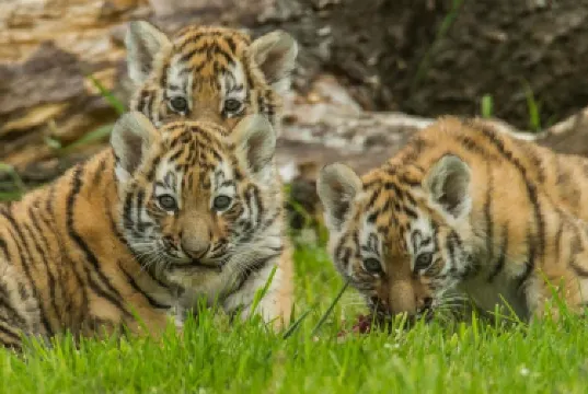 唐卡斯特都會自治市