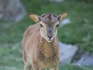 Tangen Zoo