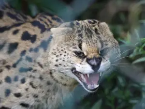 Axe Valley Wildlife Park