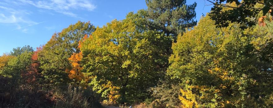 Clowes Wood