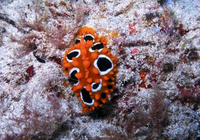 Euro-Divers la Pointe