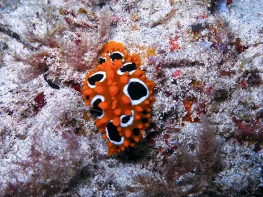 Euro-Divers la Pointe Aux Canonniers