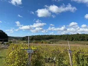 Blue Ridge Estate Vineyard & Winery
