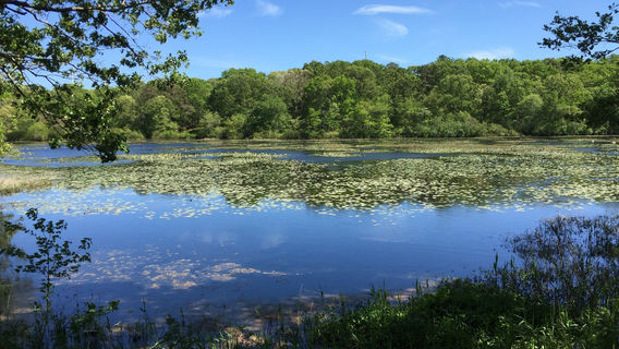 Peconic River Herb Farm