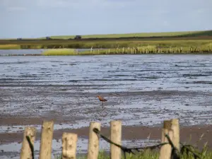 Parco nazionale del Mare di Wadden