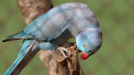Natal Zoological Gardens