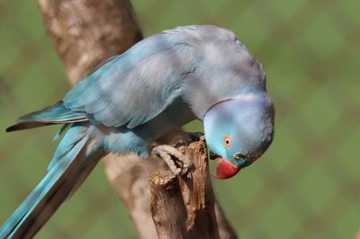 Natal Zoological Gardens