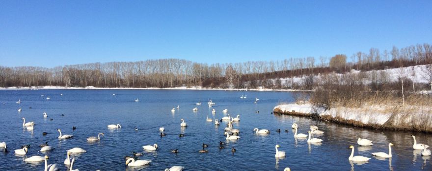 Swan Natural Area