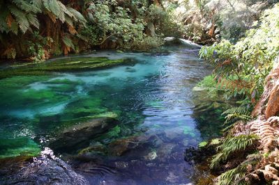 Te Waihou Blue Spring
