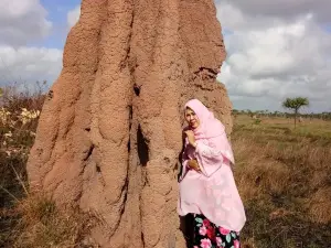 Giant Ant Nest