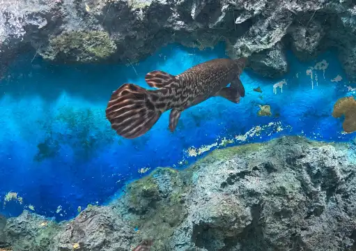 โรงแรมใกล้พิพิธภัณฑ์สัตว์น้ำจืด หนองญาติ