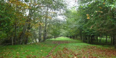 Little Qualicum River Fish Hatchery