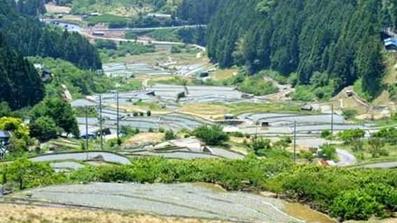 Yotsuya Rice Terraces