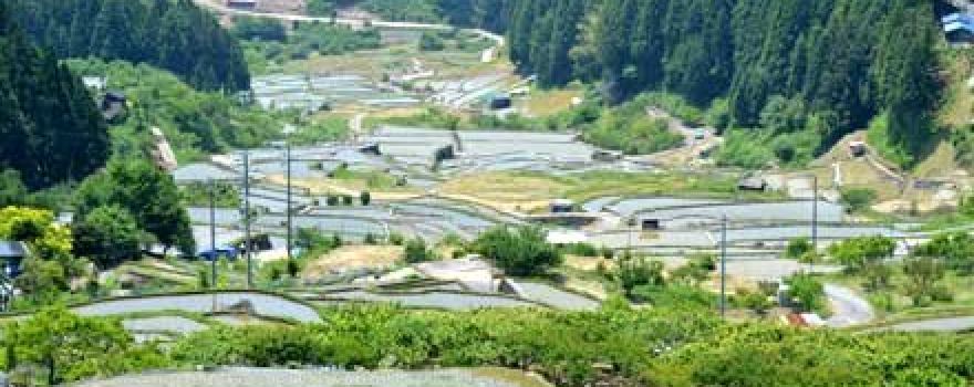 Yotsuya Rice Terraces