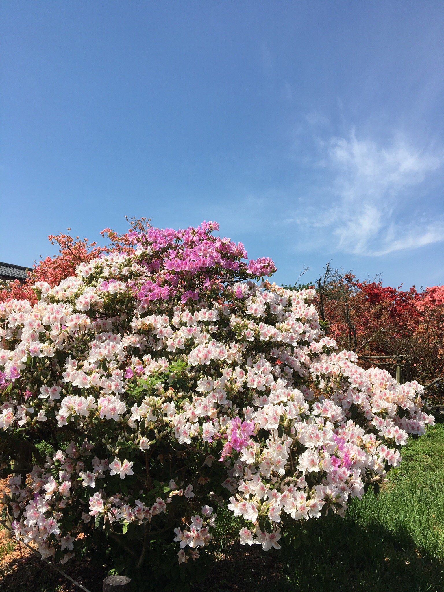 Tatebayashi Azalea Matsuri | Tatebayashi