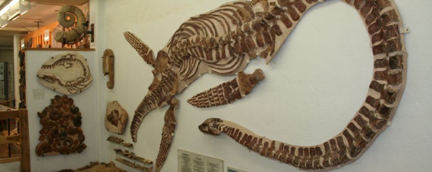 Urweltmuseum Neiderhell