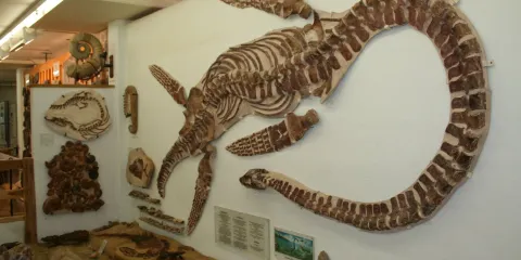 Urweltmuseum Neiderhell