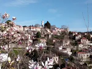 Nature Experience