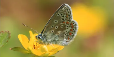 Ben Rhydding Gravel Pits Nature Reserve