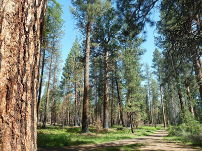 Shevlin Park