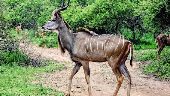 Marloth Park