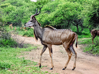 Marloth Park