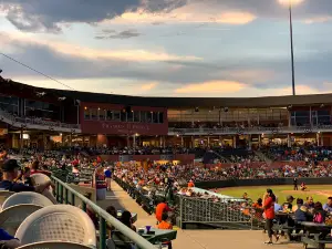 Delmarva Shorebirds