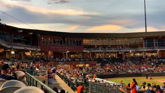 Delmarva Shorebirds