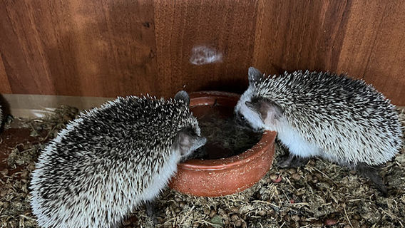 Alkubaisi Educational Reserve