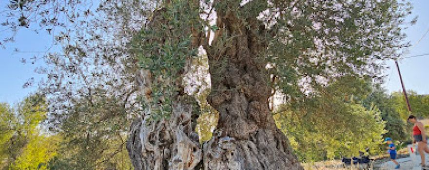 Ancient Olive Tree