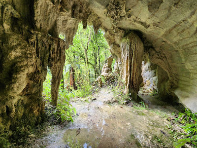 Ruakuri Bushwalk
