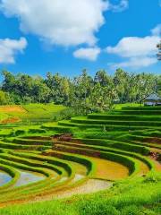 Belimbing Rice Terraces