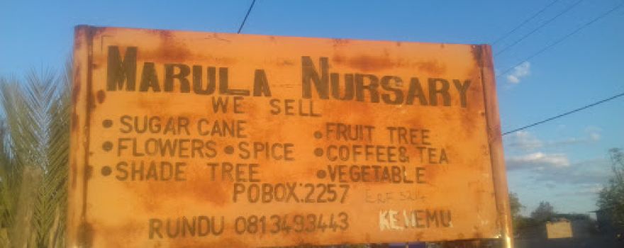 Marula Nursery