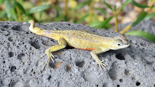 Ingreso Cerro Tijeretas