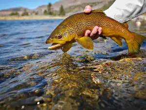 Spinner Fall Guide Service