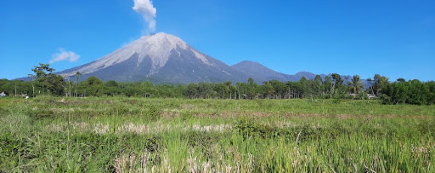 Hutan Bambu Lumajang