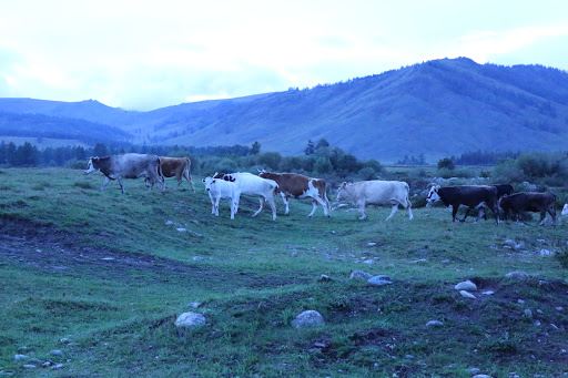 Markakol'skiy Zapovednik