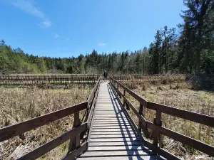 Erlebnisweg Moorwald (Waldlehrpfad)