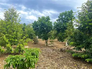 Linh Gấm Farm