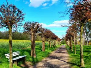 Süntelbuchenallee