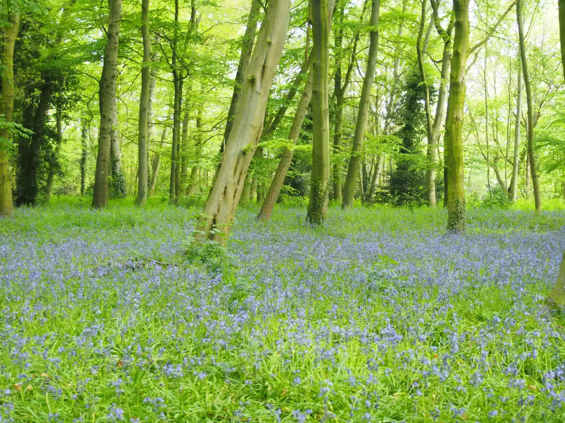 Hotels near Wanstead Park